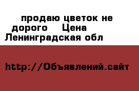 продаю цветок не дорого  › Цена ­ 1 500 - Ленинградская обл.  »    